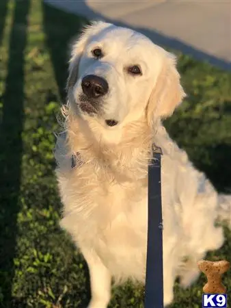 Golden Retriever stud dog