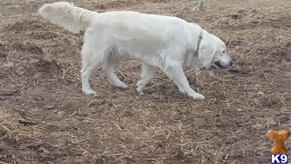 Golden Retriever stud dog