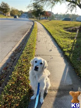 Golden Retriever stud dog