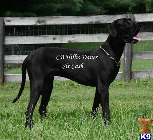 Great Dane stud dog: a black great dane dog standing in grass