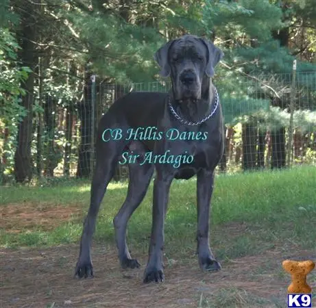 Great Dane puppy for sale: a great dane dog standing outside
