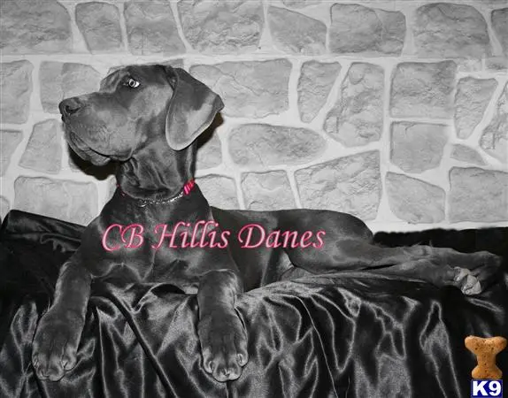 Great Dane puppy for sale: a great dane dog lying on a bed