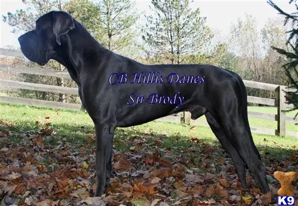 Great Dane stud dog: a great dane dog standing in a yard