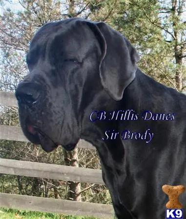 Great Dane stud dog: an elephant with its mouth open