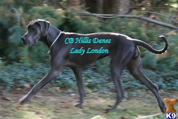 Great Dane puppy for sale: a great dane dog with a leash