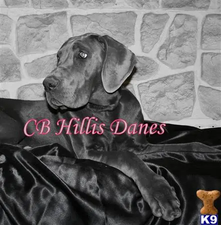Great Dane puppy for sale: a great dane dog lying on a blanket