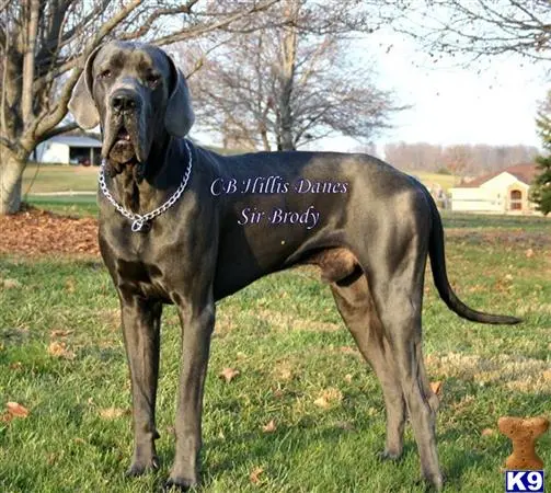 Great Dane stud dog: a great dane dog standing in a grassy area