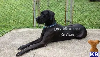 Great Dane stud dog: a great dane dog lying on its back