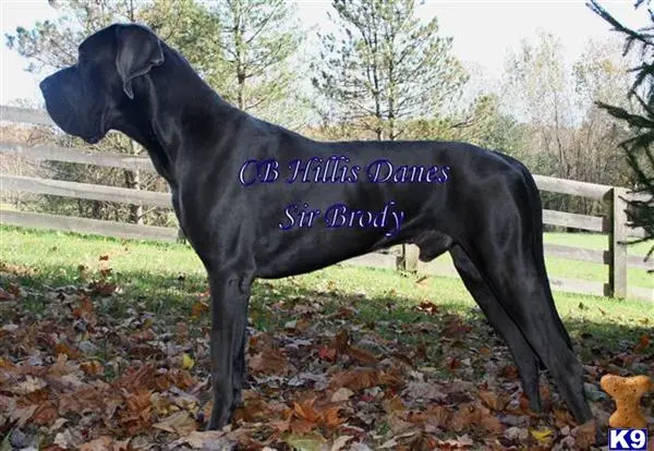 Great Dane puppy for sale: a black great dane dog with a blue collar