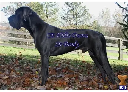 Great Dane stud dog: a black great dane dog with a blue collar