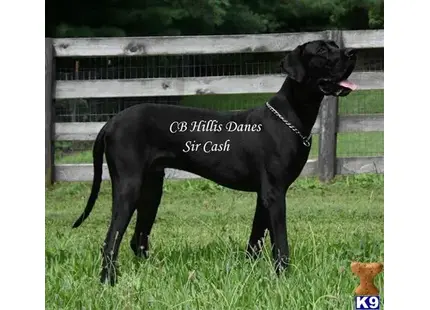 Great Dane stud dog: a black great dane dog standing in grass