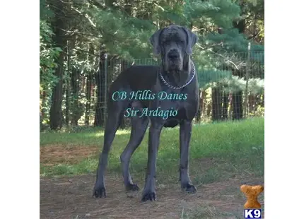 Great Dane puppy for sale: a great dane dog standing outside