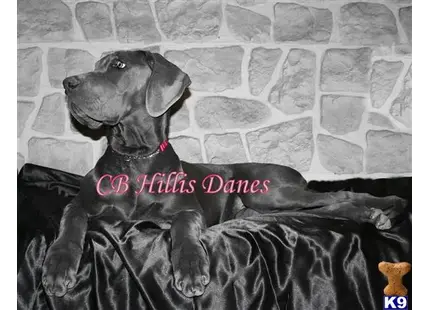 Great Dane puppy for sale: a great dane dog lying on a bed