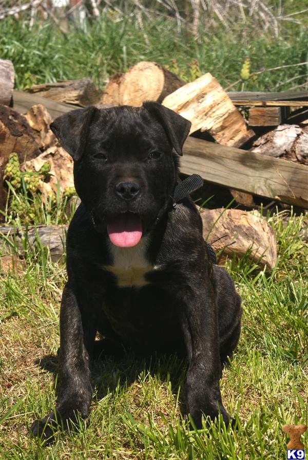 Presa Canario