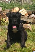 presa canario puppy posted by cbenoit21