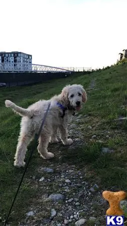 Goldendoodles stud dog