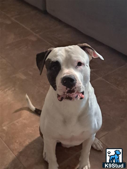 a american bulldog dog sitting on a tile floor