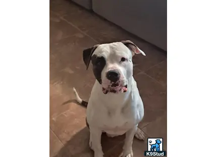 a american bulldog dog sitting on a tile floor