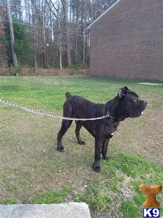 Italian Cane Corso stud dog