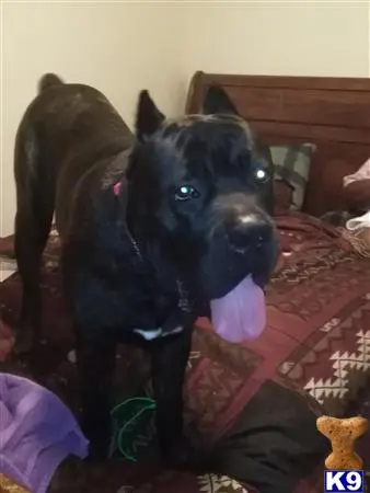 Italian Cane Corso stud dog