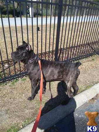 Italian Cane Corso stud dog