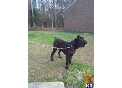 Italian Cane Corso