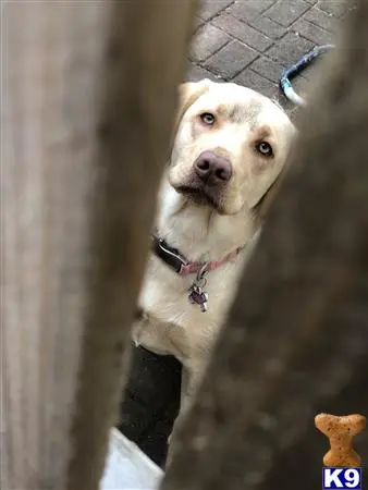 Labrador Retriever female dog