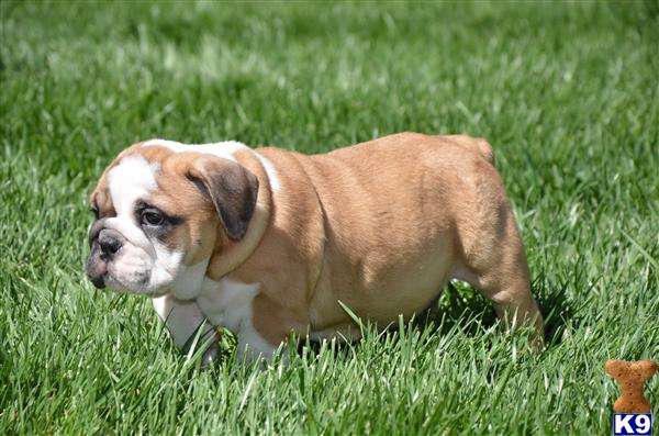 english bulldog puppy posted by cbrigman