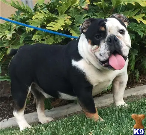 English Bulldog stud dog