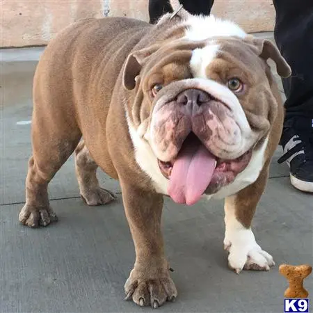 English Bulldog stud dog