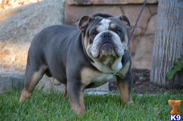 a english bulldog dog with a piece of food in its mouth