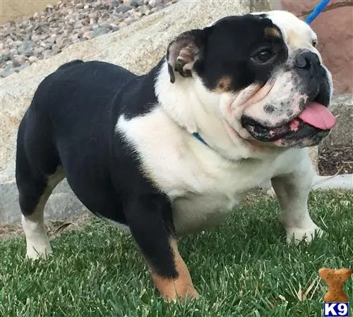 English Bulldog stud dog