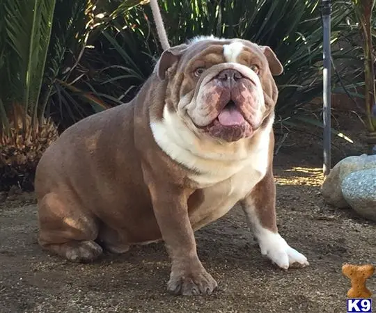 English Bulldog stud dog