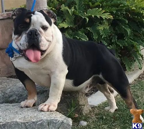 English Bulldog stud dog