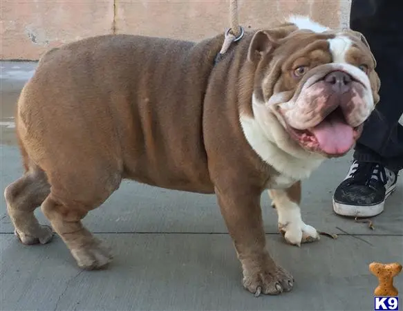 English Bulldog stud dog