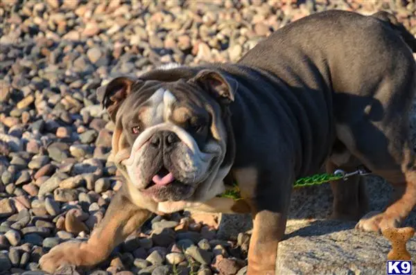 English Bulldog stud dog