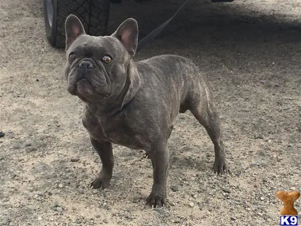 French Bulldog stud dog