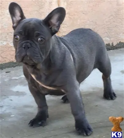 French Bulldog