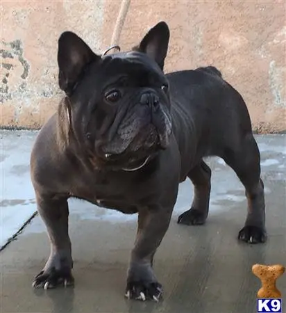 French Bulldog stud dog