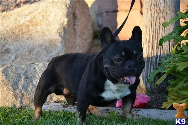 French Bulldog stud dog