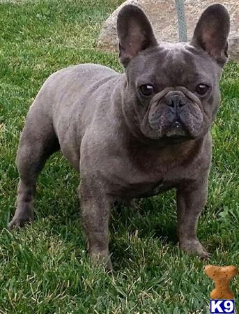 a french bulldog dog standing in grass