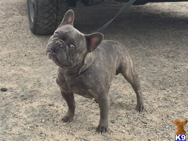 French Bulldog stud dog