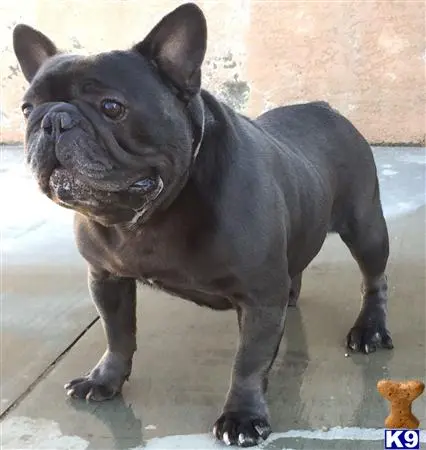 French Bulldog stud dog