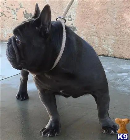 French Bulldog stud dog