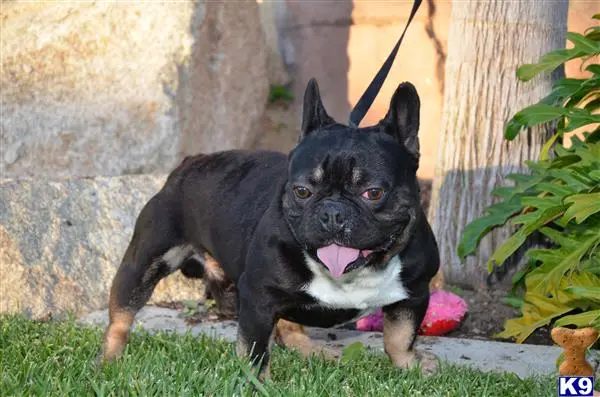 French Bulldog stud dog