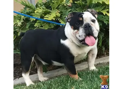 English Bulldog