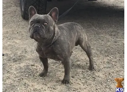 French Bulldog