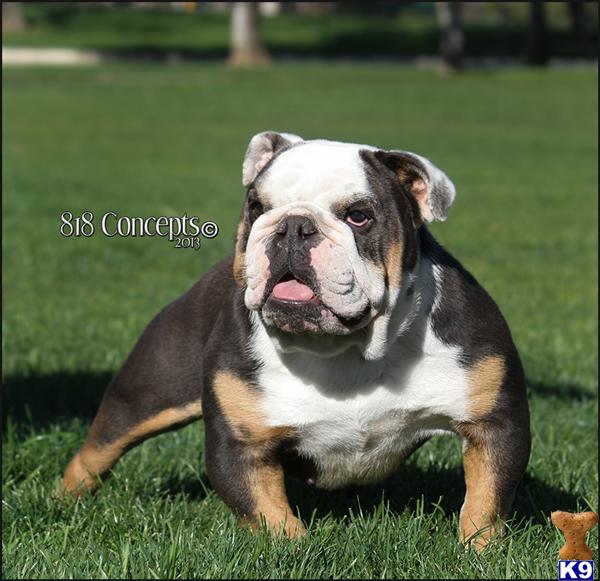 English Bulldog stud dog