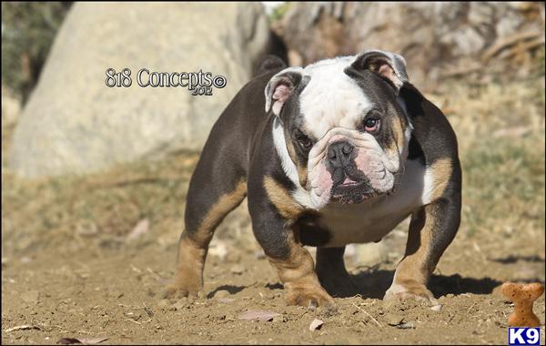 English Bulldog stud dog