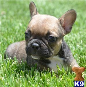 french bulldog puppy posted by cbrigman4112